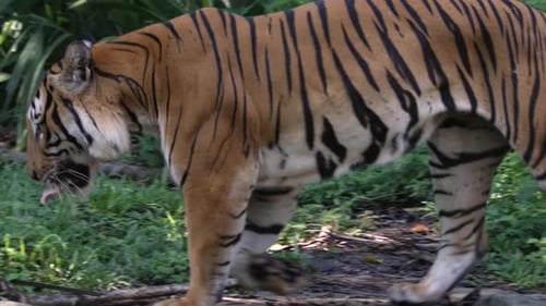 Slow Motion Of A Malayan Tiger Walking In The Jungle At Daytime. close up