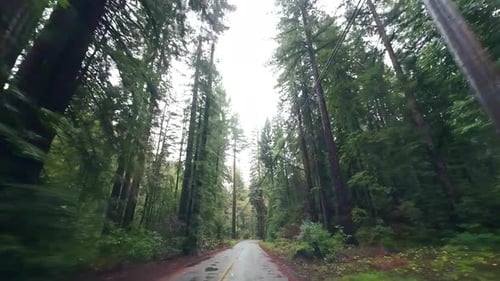 Slowmotion driving view between the protected rare old-growth forest of coastal redwoods.