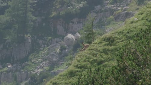 Madre gamuza con su cachorro de pie y caminando por un prado de montaña. (4K)