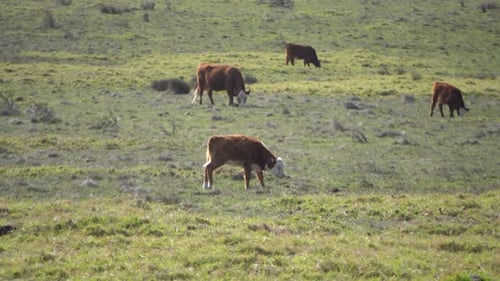 cows grazing in an open field