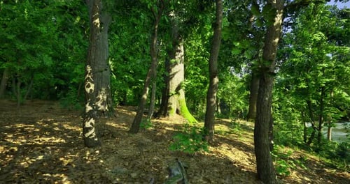 Lush Green Forest with Sunlight Filtering Through Trees Near a Serene Lake