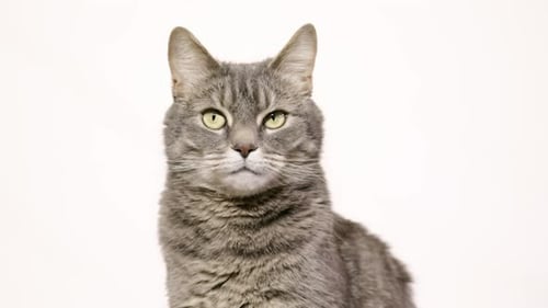 Erwachsene UHD-Tabby-Katze sitzt und schaut in die Kamera und leckt sich die Lippen vor einem weißen Hintergrund