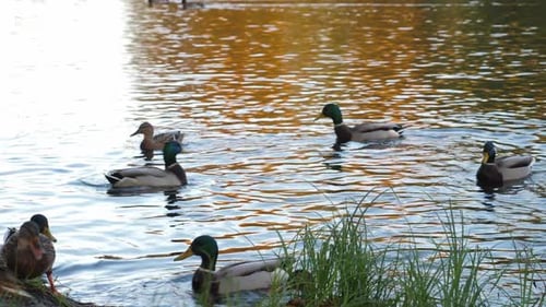 Wild Ducks Swimming in Autumn Park in Lake
