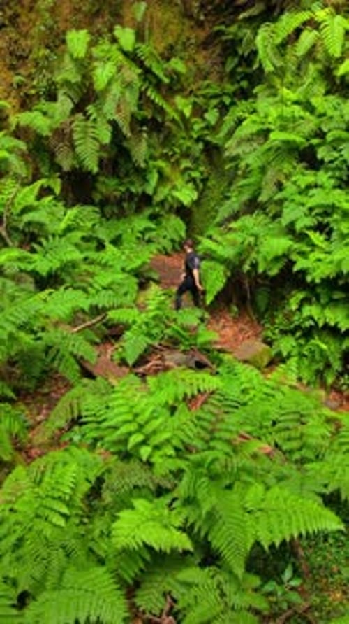 Un voyageur se promène le long d'un chemin bordé de fougères vibrantes dans une forêt dense