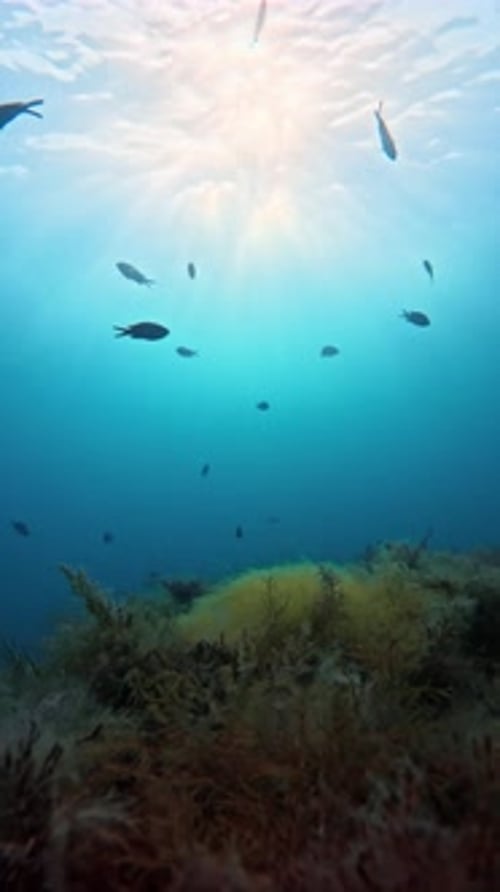 Underwater Sea Life with School of Black Fish and Sunlight with Waves on Surface