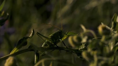 Closeup of Green Grasshopper Among Grass