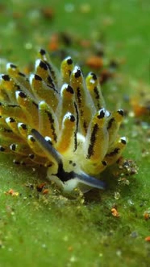 close up view of sea slug macro