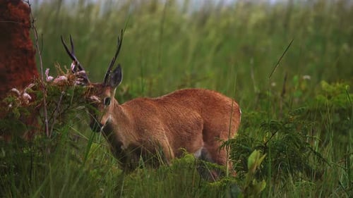 Pampas Deer Grazing in Natural Habitat