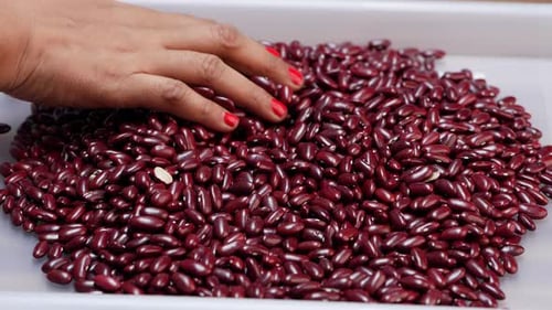 Hand Sifting Red Kidney Beans on White Tray