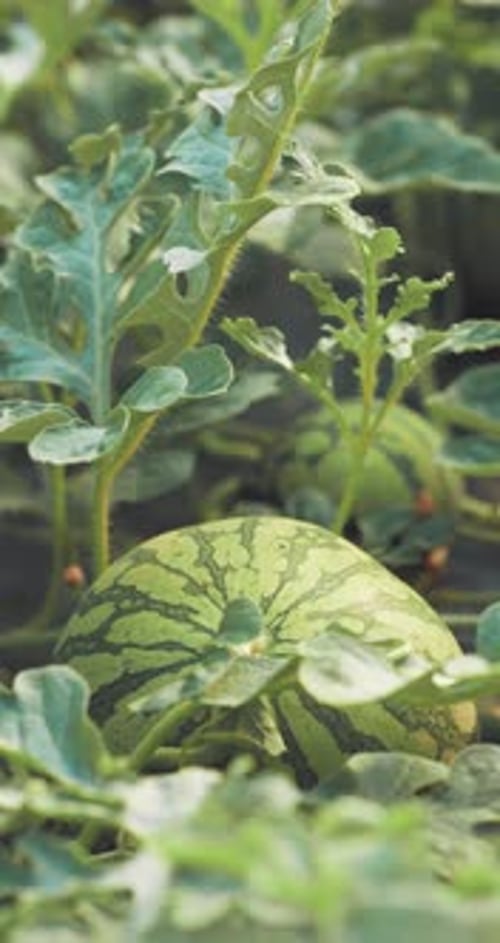 Wassermelonenanbau in der Gewächshauslandwirtschaft und Lebensmittelproduktion