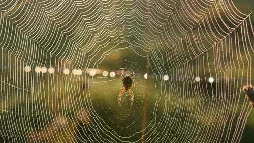 Spiderweb Covered in Dew in Golden Light
