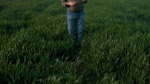Portrait of senior farmer standing in wheat field examining crop in his hands.