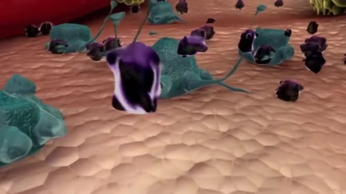 Microscopic View of Immune Cells Engulfing Particles