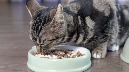 Slwomotion shot of a grey and black cat eating its food from a bowl on the floor