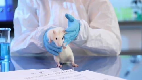 Scientist in Protective Gear Examining a White Rat