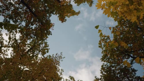 Trees during early autumn full of clean air in the forest.