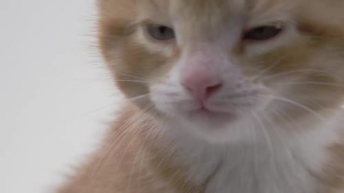 Ginger Kitten Close-Up Face