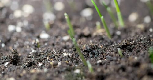 Fresh Grass Growing Macro Timelapse Closeup of Germination and Growth of Tiny Grass Cereal Crop