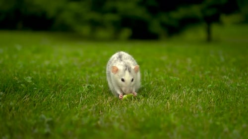 White and Gray Rat Eating in Green Grass