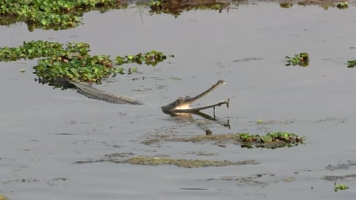 Un crocodile gavial à moitié immergé dans une rivière, la bouche grande ouverte.