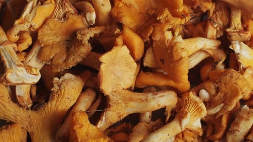 Cuisiner des chanterelles, gros plan, macro, champignons grillés, gros plan, chanterelles rôties et une cuillère en bois