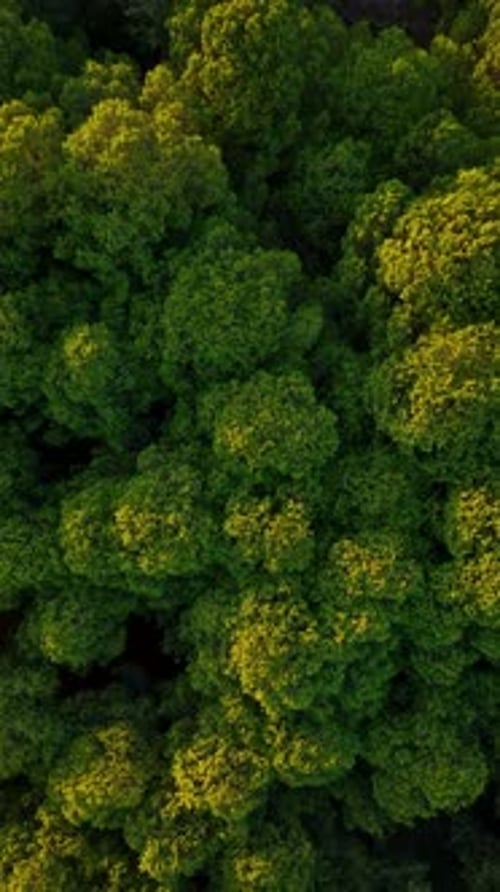 Vertical Video Aerial View Green Forest Background