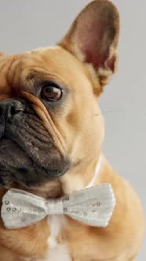 French bulldog, face and animal with bow tie in studio of canine butler on a white background