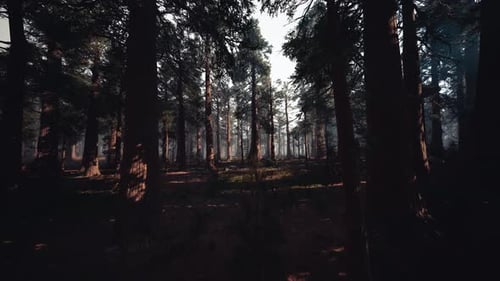 Animated Camera Movement Through a Deep Pine Forest