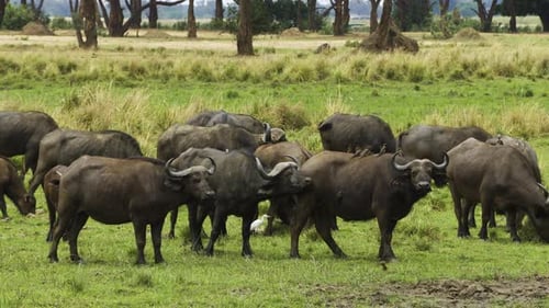Una manada de búfalos del Cabo en una pradera verde de la sabana africana. Algunos búfalos miran con atención hacia