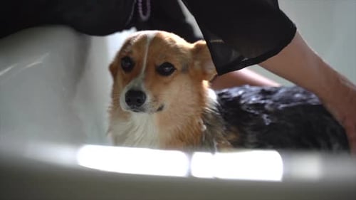 Mujer sudafricana lavando un perro Corgi 03