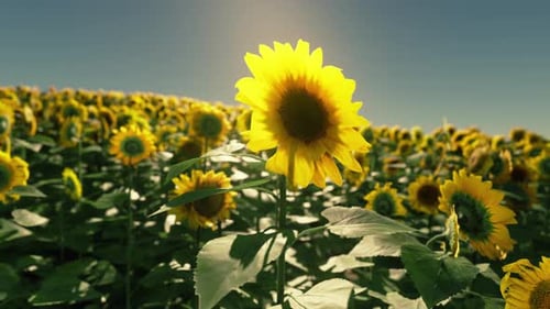 Sunflower Field During the Sunset
