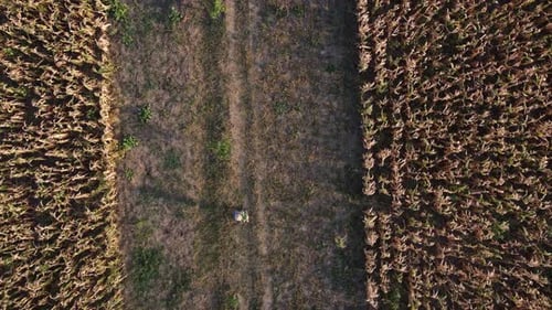 Top View Drone Footage of the Farmer with the Corn Crate Next to the Corn Field
