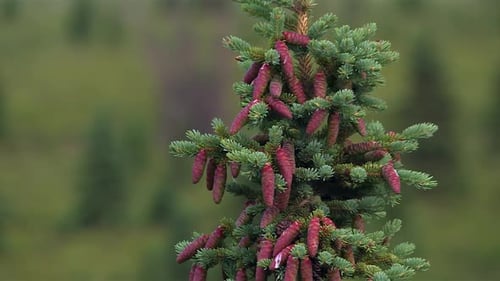 Spruce tree with reddish cones against soft green backdrop in wild Alaska