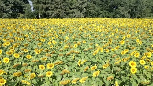 Yellow Sunflower Field in Summer
