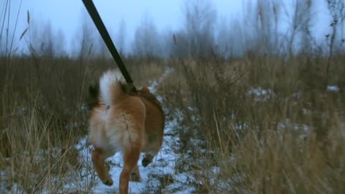 Dog Walks on Snowy Trail in Winter