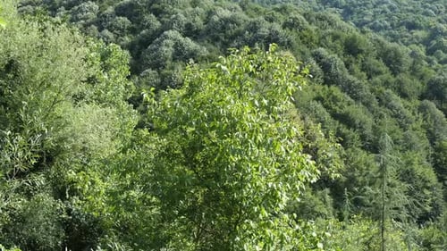 Lush Green Foliage in a Vibrant Forest