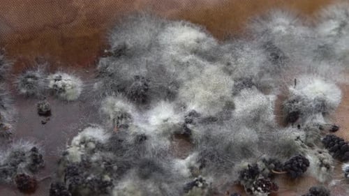 White Mold on Spoiled Food The Mulberries are Moldy