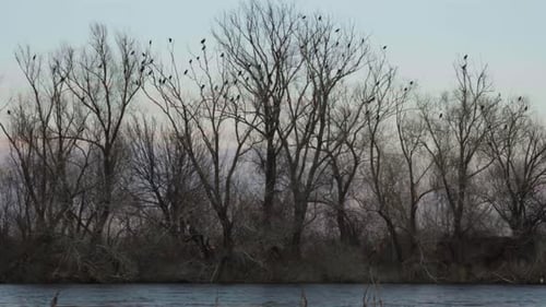 Blattlose Bäume mit Vögeln der Familie der Zwergkormoranarten, die auf Ästen über einem ruhigen Fluss stehen bei
