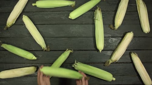 Corn cobs on the table. Flat lay.