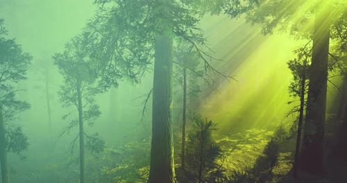 Sunlight Filtering Through a Dense Forest Creating an Enchanting Atmosphere