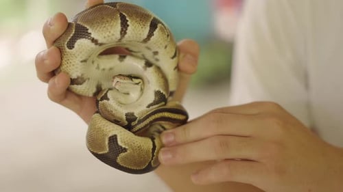 Pequeña bola rizada de pitón en manos de un hombre tocando el dedo de la cabeza de la serpiente, primer plano