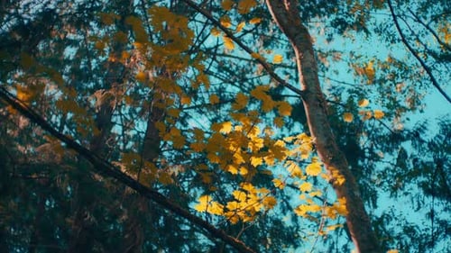 Maple tree with golden leaves against the teal sky background in fall