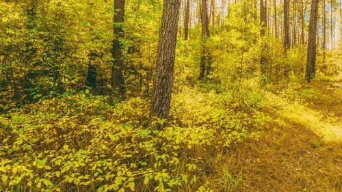 Colorful Forest Scene with Autumn Leaves