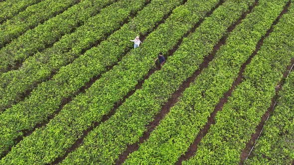 Tea Plantation Kemuning, Nature Stock Footage ft. surakarta & aerial ...