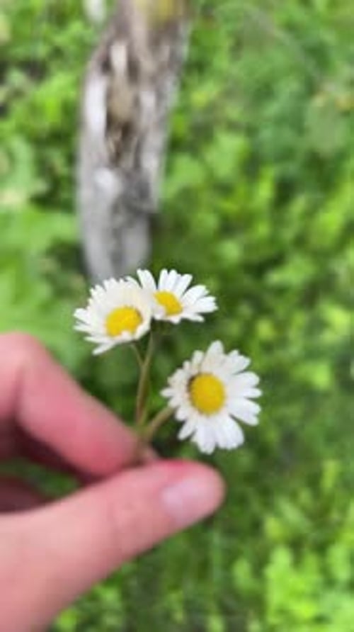 A Beautiful Arrangement of Lovely Daisies Held Gently in Hand Against a Vibrant Green Background