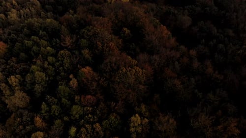 Aerial footage over yellow trees, autumn season look at forest