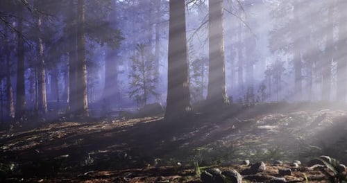 Misty Forest with Sunlight Filtering Through Trees on a Peaceful Morning