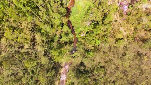 Forêt Silent Valley Munnar avec rivière