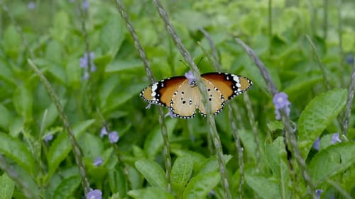 orange butter fly in tropical forest