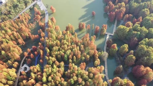 Autumn forest